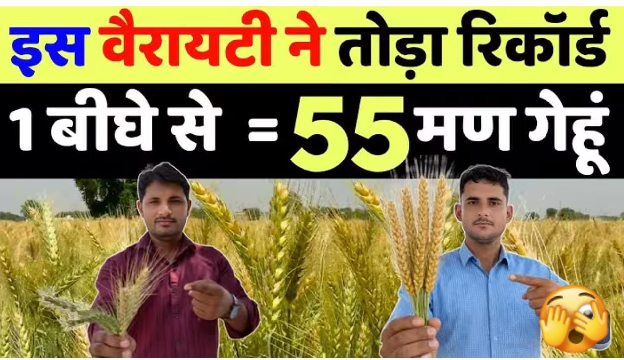 गेहूं की रिकॉर्ड तोड़